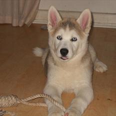 Siberian husky Novo