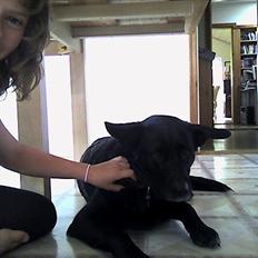 Blanding af racer Molly