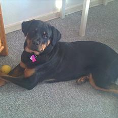 Rottweiler *Daisy