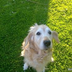 Golden retriever Raja R.I.P Mennskets bedste ven!
