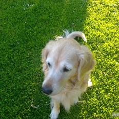 Golden retriever Raja R.I.P Mennskets bedste ven!