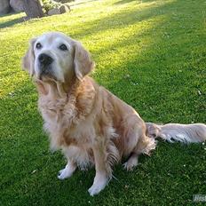 Golden retriever Raja R.I.P Mennskets bedste ven!