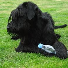 Riesenschnauzer Joey