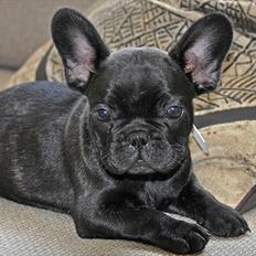 Fransk bulldog Baloo