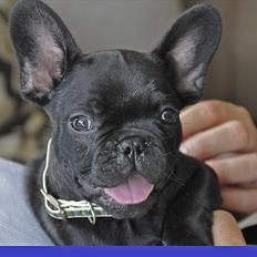 Fransk bulldog Baloo