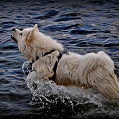 Blanding af racer Tyson