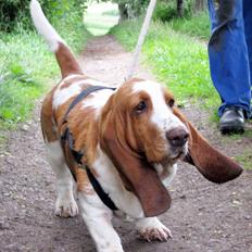 Basset hound Bertha