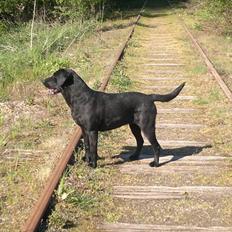 Labrador retriever Bosa