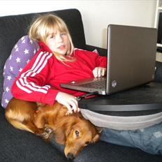 Dværggravhund Molly