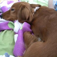 Dværggravhund Molly