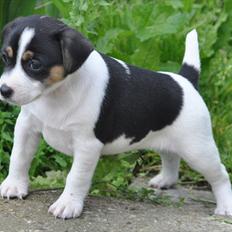 Dansk svensk gaardhund Stella <3