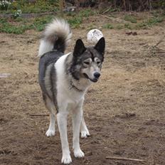 Alaskan husky Gizmo