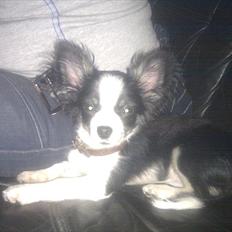 Chihuahua Piro