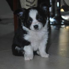 Chihuahua Piro