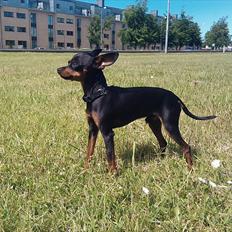 Prazsky krysarik Mickey