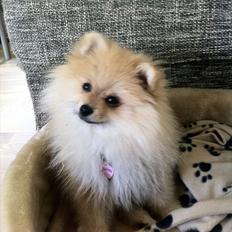 Pomeranian Cherie