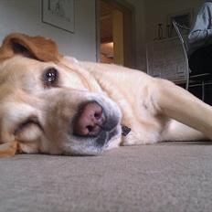 Labrador retriever |Skipper 