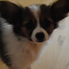 Papillon Amy