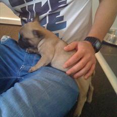 Fransk bulldog Sylvester