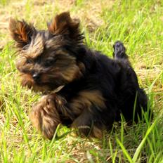 Yorkshire terrier Freja