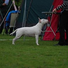 Bullterrier Bertha
