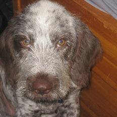 Blanding af racer Cocio