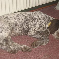 Blanding af racer Cocio