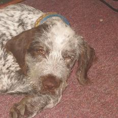 Blanding af racer Cocio