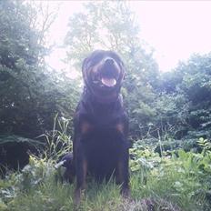 Rottweiler Asja vom Tanneneck