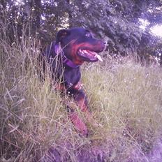 Rottweiler Asja vom Tanneneck