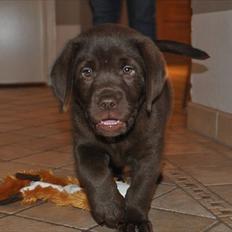 Labrador retriever HUMPHREY OMGEA DEN 3