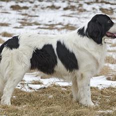 Landseer Arthos