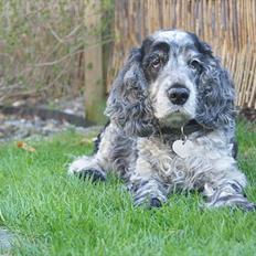 Cocker spaniel | Smila