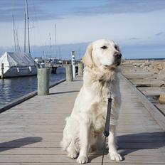 Golden retriever | Buller