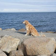 Golden retriever | Malde