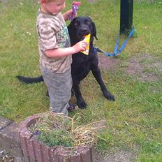 Labrador retriever Freja