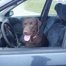 Labrador retriever Choco R.i.p