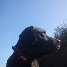 Labrador retriever Choco R.i.p