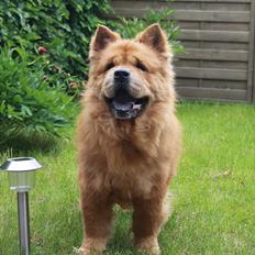 Chow chow Revel's Don Juan