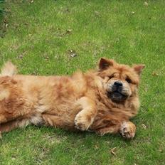 Chow chow Revel's Don Juan