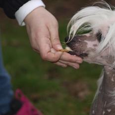 Chinese crested hårløs Chinese By Storm's Quark