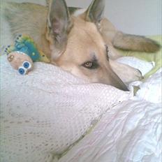 Schæferhund Kenzo
