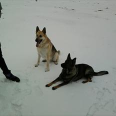 Schæferhund Kenzo