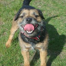 Border terrier Dalshøj´s Blue Diamond (Basse)