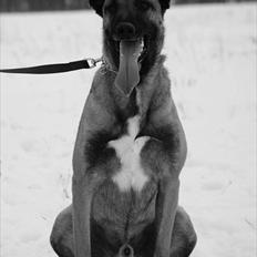 Malinois Daffy