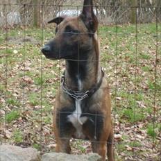 Malinois Daffy