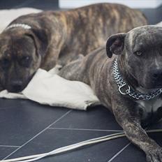 Amerikansk staffordshire terrier Azura