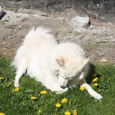 Samojedhund O's Snebold <3 