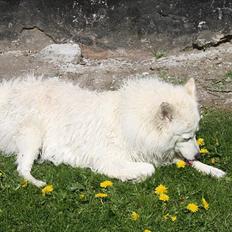 Samojedhund O's Snebold <3 