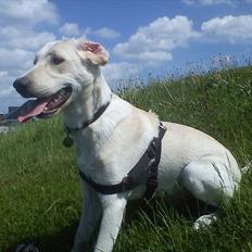 Labrador retriever emma